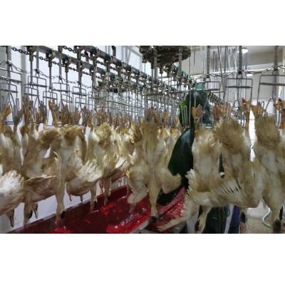 中国 プロブロイラー 鶏肉 屠殺場 装備 オーダーメイド クワイル 屠殺 機械 販売のため