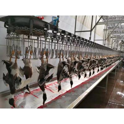 China Máquina de matanza de aves de corral y gansos de acero inoxidable para pavo pato pollo gansos codorniz en venta