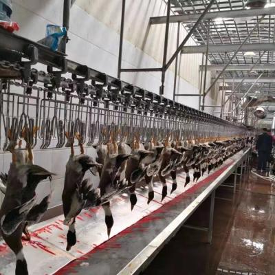 Chine Équipement d'abattage de volailles certifié CE Ligne d'abattage de volailles de canard 600 kg à vendre