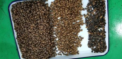 China Optical RGB CCD Coffee Bean Sorting Machine 1 Chutes for sale