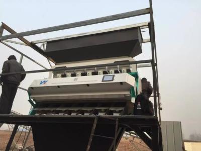 China Máquina de classificação automática da cor de 7 canais do classificador 448 da cor do trigo mourisco das rampas à venda