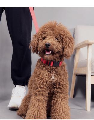 Китай Adjustable Rechargeable Nylon Pets Safety Pet Dog Collar necklace with LED flashing light продается