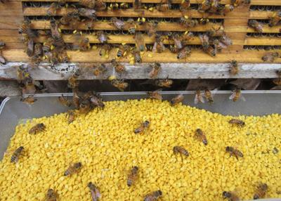 Cina Polline locale dell'ape della violenza del polline dell'ape del polline del prodotto puro naturale fresco puro dell'ape in vendita