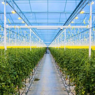 China Agricultural Galvanized Steel Frame Solar PV Greenhouse for sale
