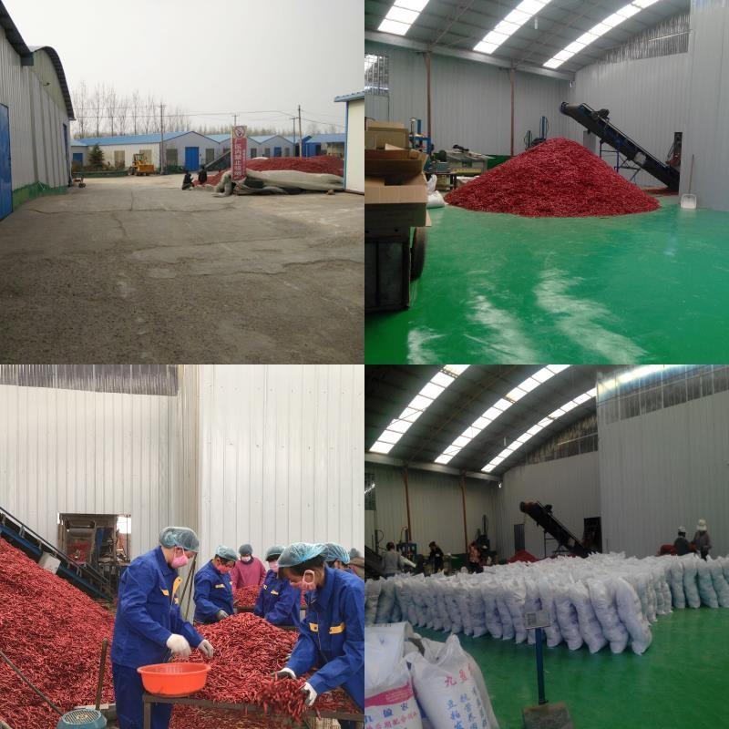 Proveedor verificado de China - Neihuang Xinglong Agricultural Products Co. Ltd