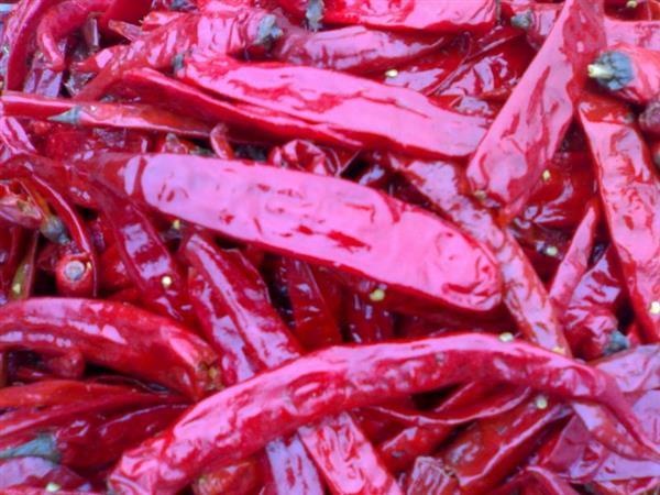 Επικυρωμένο Halal τσίλι εργοστασίων τσίλι Xian προϊόντων μακρύ