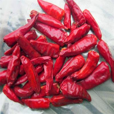 China Round 12% Moisture Red Bullet Chilli Anhydrous HACCP With Hat King Small Size for sale