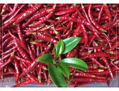 China Chilli de ojo de pájaro seco rico en calcio para creaciones culinarias audaces y picantes en venta