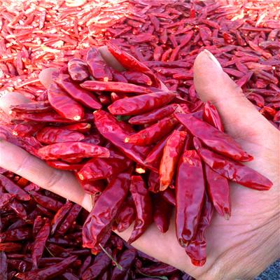 Κίνα 100 γραμμάρια Καγιέν πιπέρι Τσίλι σκόνη λεπτή σκόνη κόκκινη στεγνή και δροσερή θέση προς πώληση
