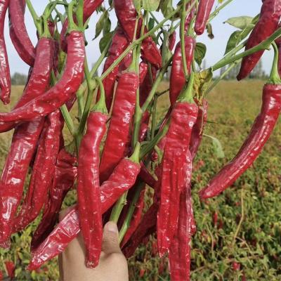 China As cápsulas de pimenta vermelha espanhola desidratadas, ricas em vitaminas A e C. Sabor autêntico. à venda