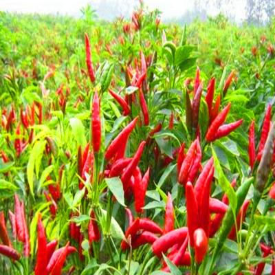 China Premium Dried Birds Eye Chilli Small  50000SHU 1KG Red for sale