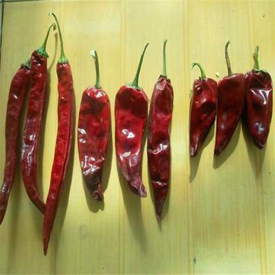 China Chili Yidu rico en hierro picante y lleno de beneficios nutricionales en venta