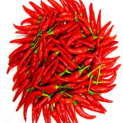 China 4-7cm Stemless Dried Red Chilli Peppers 90000 SHU With Strong Pungent Chilli Flavor for sale