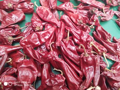 China Pimienta de chiles roja sin pie del chile el 10cm-15cm Jinta de Yidu en venta