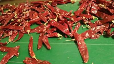 China Dehydrate Sweet Paprika Pepper Non Irradiated Dried Red Chili Pods 140 Atsa for sale