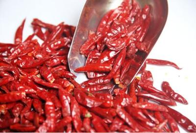 China Stemless Chinese Dried Chili Peppers 819 High SHU Dried Hot Chillies for sale