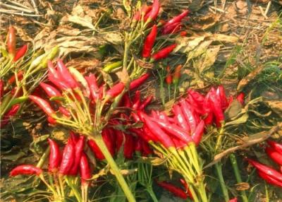 中国 Stemless乾燥された赤い四川の唐辛子10%の湿気をチリ ペッパー 販売のため