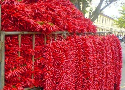 China Seedless Whole Dry Chilli Chaotian Sichuan Facing Heaven Chillies for sale