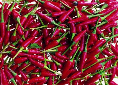 China Tianjin Dry Red Chilli Whole Anhydrous Seedless Dried Red Chile Pods for sale