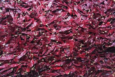 China 240 ASTA Sweet Paprika Pepper Seedless secaron los chiles rojos enteros NINGÚN pigmento en venta