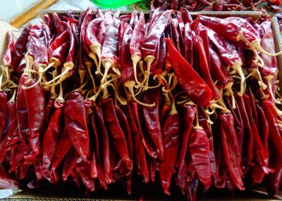 China Pimenta vermelha secada salsas de Guajillo Chili Spicy Flavor 11cm Jinta à venda