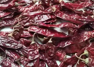 China Paprika Peppers secada Stemless à venda