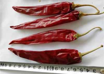 China Paprika roja secada gránulo de Guajillo Chili Single Herb Dehydrated Spicy en venta
