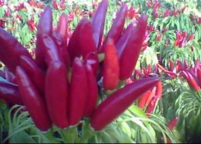 China Seasoning Facing Heaven Chillies 4cm Chinese Dried Chili Peppers for sale