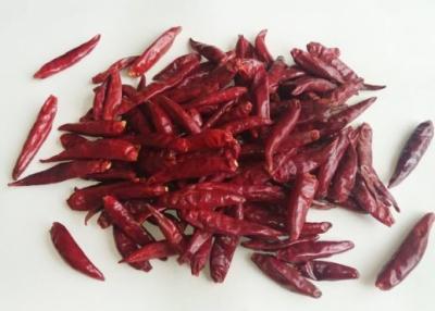 China Stemless Tianjin Red Chilies Grade A Tientsin Dried Red Chile Pods for sale