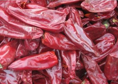 Chine Guajillo sec acaule Chili poivre la forme de bloc de Heb sans tige à vendre