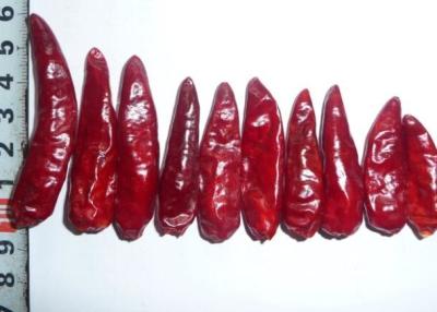 中国 四川の赤い弾丸の唐辛子のStemless乾燥された熱いチリ ペッパーGMP 販売のため