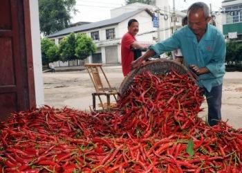 China 16CM Erjingtiao Dried Chilis No Pigment 8000SHU Whole Dried Red Chili Peppers for sale