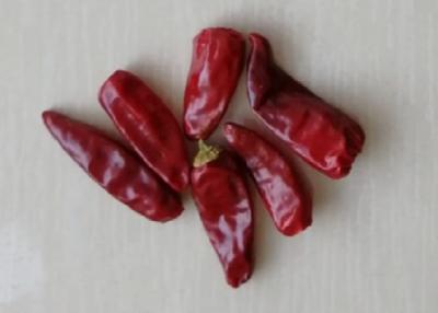 China Chaotian Round Dried Red Chillies 6CM 30000SHU Whole Chilli Pods for sale