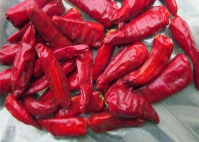 China Sundried Facing Heaven Chilli 3CM Hot Pot Chaotian Chilli Spicy Fragrance for sale