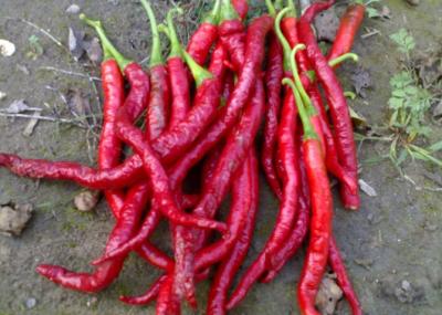 China Anhydrous Xian Chilli Edible Dehydrating Cayenne Peppers Stemmed for sale