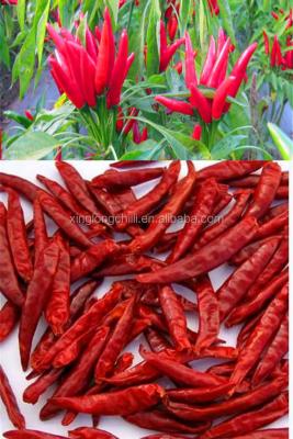 China KOSHER Pepper Chile De Arbol 25KG Spicy Dried Chiles 40mm Length for sale