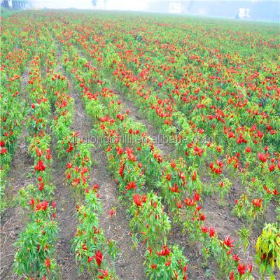 Chine Organic De Arbol Chili Tianjin a séché les poivrons épicés 50000 SHU Super Hot à vendre