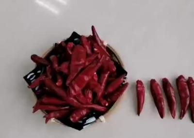 China 7CM Tianjin Red Chilies for sale