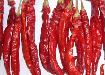 China Stemless Erjingtiao Dried Chilis Sterilized Whole Chillies Pungent for sale
