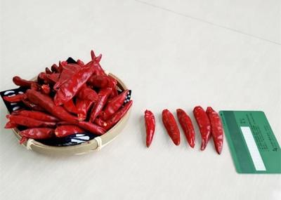 China Zero pimentas superiores secadas vermelhas pequenas dos pimentões 10KG Tianjin da adição à venda