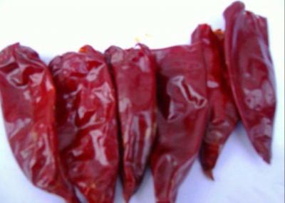 China Paprika Peppers Single Herb Stemless secada HACCP secou pimentões vermelhos inteiros à venda