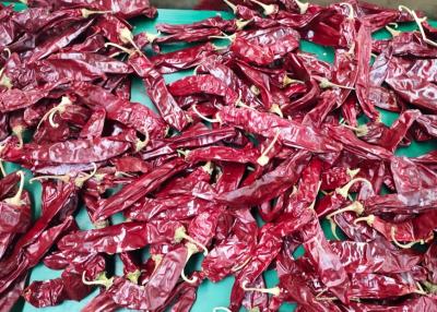 China ANZEIGE trockener Pfeffer-würzige einzelne Kräuter süße Paprika With Stem Chiles Guajillo zu verkaufen