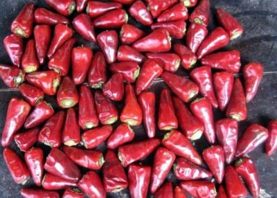 China Stemmed Heaven Facing Chilli Culinary Chaotian Dry Red Chilli for sale
