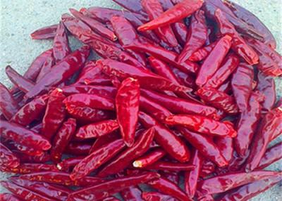 China O ANÚNCIO Stemless secou pimentões 20000 SHU Red Chilli Peppers do olho dos pássaros à venda