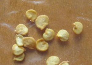 中国 HACCPのぴりっとする乾燥された唐辛子は8mmのサイズ5%の湿気の熱い好みを播く 販売のため