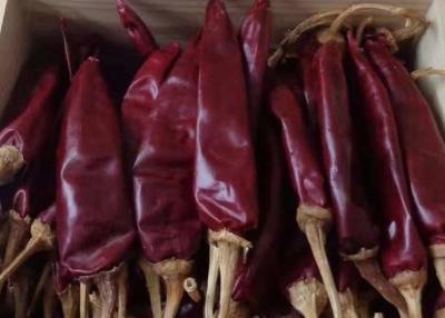 China Pimientas rojas secadas calientes medias 10000SHU de Chile de la humedad del chile el 12% de Guajillo en venta