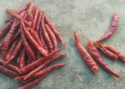 China Single Herb Dried Whole Tianjin Red Chilies High SHU Spicy HACCP for sale