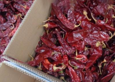 China Dehydrated Cherry Red Guajillo Chilis 13CM Dried Long Red Chillies 100 SHU for sale