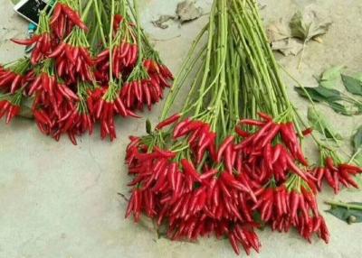 China Red Yidu Chili Tianying Jinta Chili American Red Chilli New Crop FDA HACCP ISO KOSHER for sale