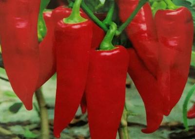 China CERTIFICADOS KOSHER orgánicos de los chiles FDA HACCP BRC de Yidu Chili Red Pepper Beijinghong Jinta en venta